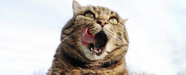 A tabby cat on a white background looking upwards and licking it's lips