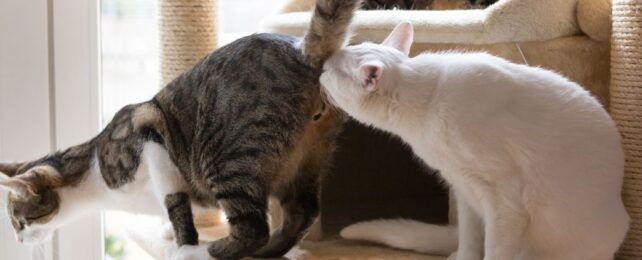 Cats Might Be Communicating With Bacteria Living in Their Butts