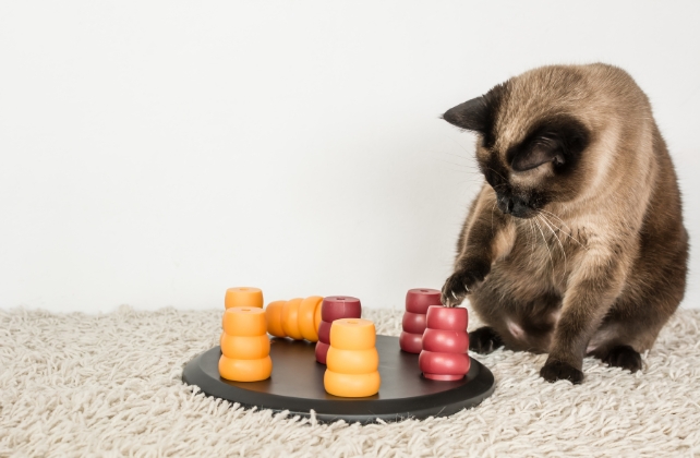 A siamese cat with a food puzzle 