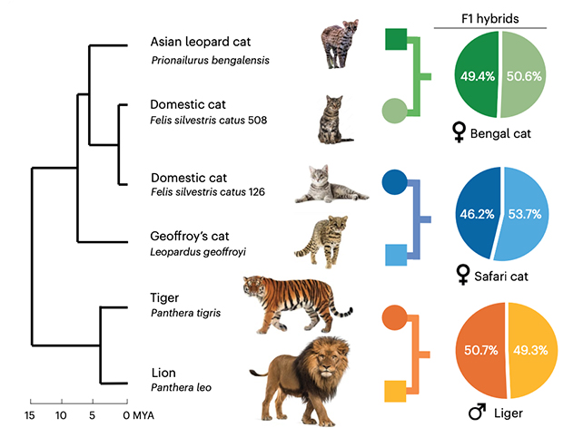Cat species chart