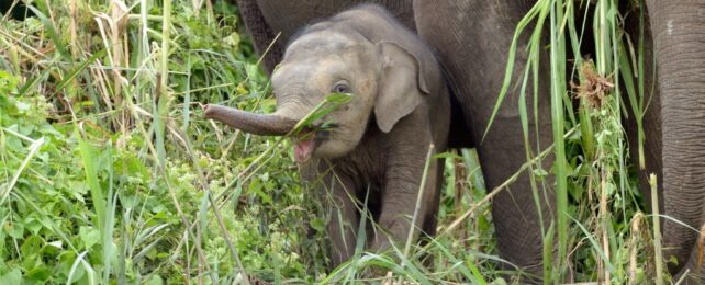 baby elephant in grass