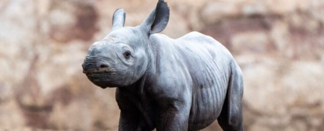 One of The World's Rarest Mammals Was Just Born at a Zoo in England