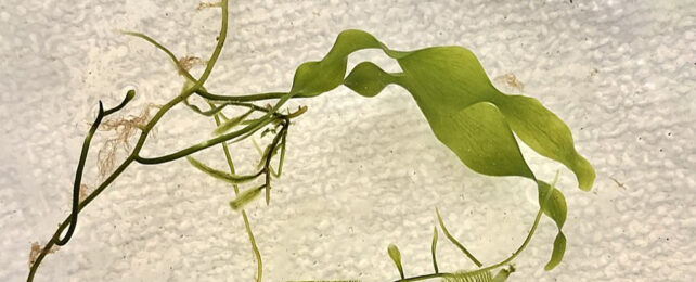 close up of green leafy seaweed frond