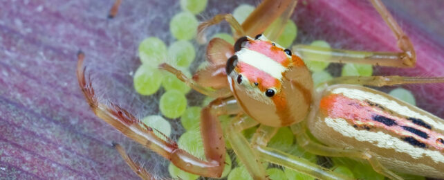Colourful jumping spider standing guard over green eggs