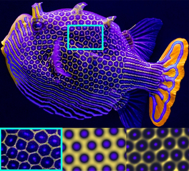 фиолетовая рыба с пятнами и полосами