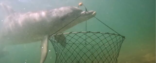 World-First Footage Shows Dolphins Pulling Off a Clever Bait Heist