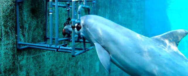 Dolphins Reveal a Mysterious Hidden Sense: They Can Detect Electric Fields