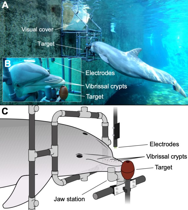 Dolphin Electricity Experiment