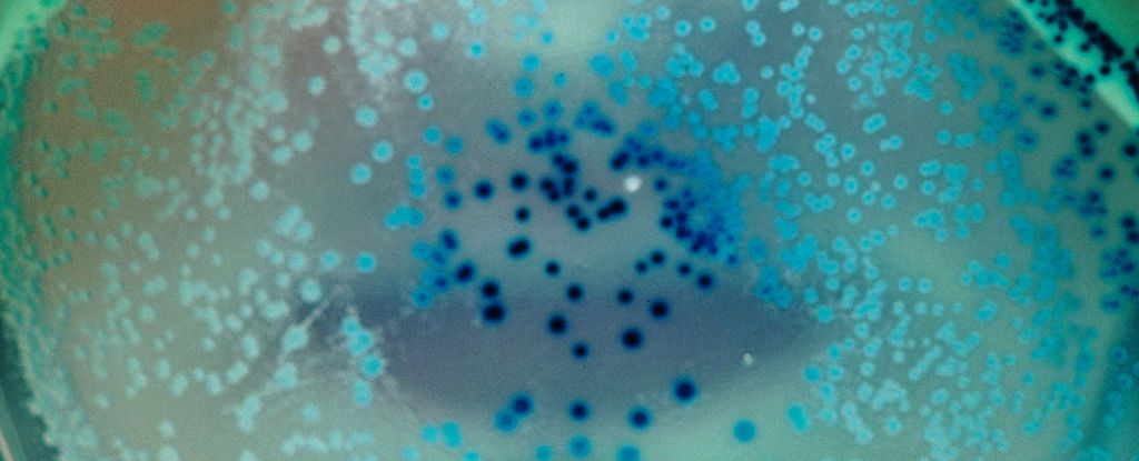 Bacteria can store memories and pass them on for generations: ScienceAlert