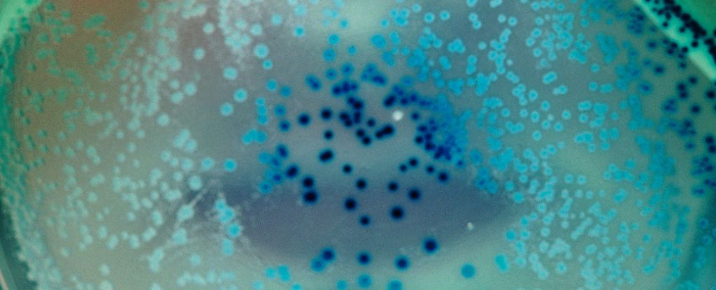 Photo of Bakterien können Erinnerungen speichern und über Generationen weitergeben: ScienceAlert