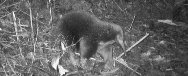 Black and white image of an oddly shaped mammal amongst dense leaf litter