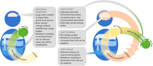 A graphic explaining the external fermentation hypothesis