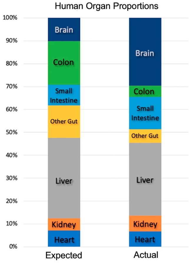 comparison of expected versus actual organ sizes 