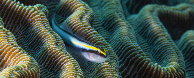 Animal Brains Are Being Altered by Climate Change. An Expert Explains.