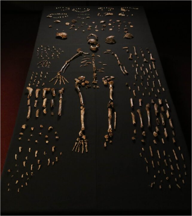 Collection of bones and a partial skeleton laid out on black table.