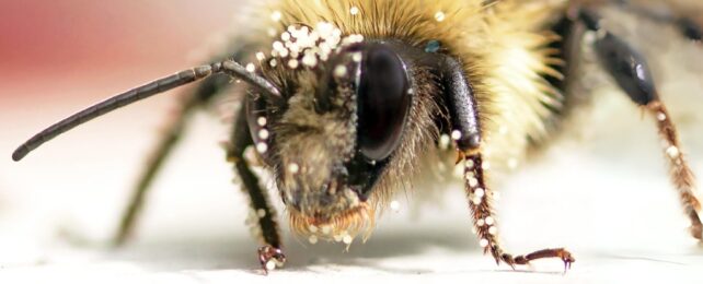 a close up of a honeybee