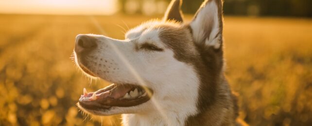 Husky In Golden Light