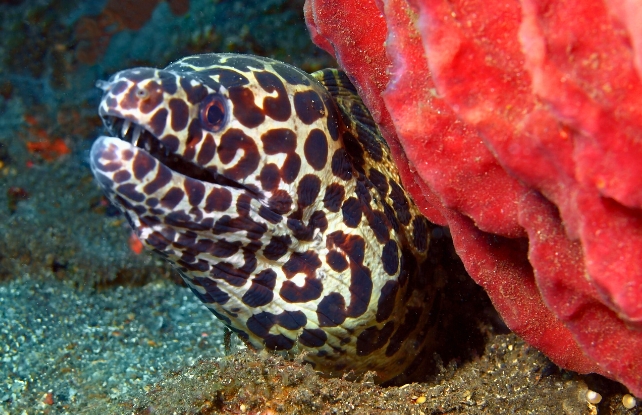 A moray eel poking its head out from behind a red coral