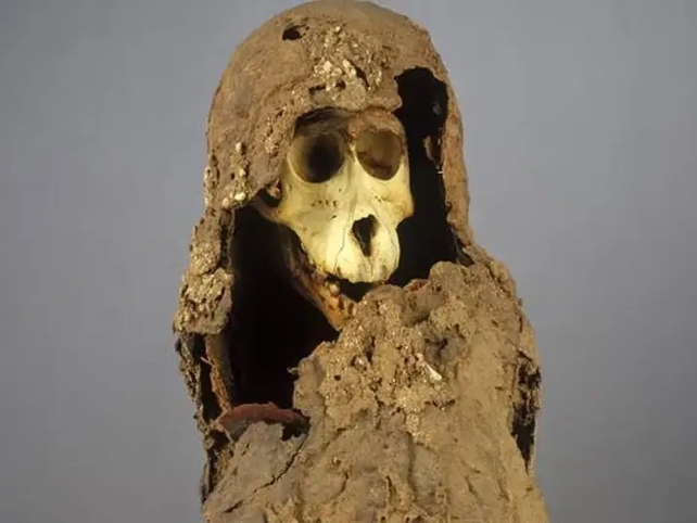 Mummified Baboon