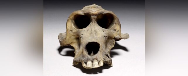Mummified Baboon Skull