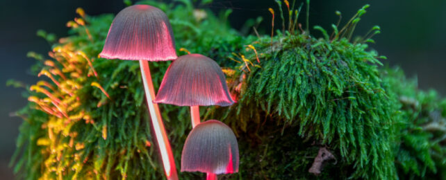 mycena mushrooms with pink illumination against a mossy background