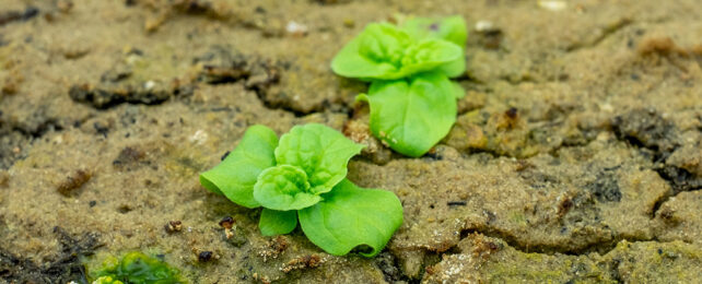 Old seeds germinating