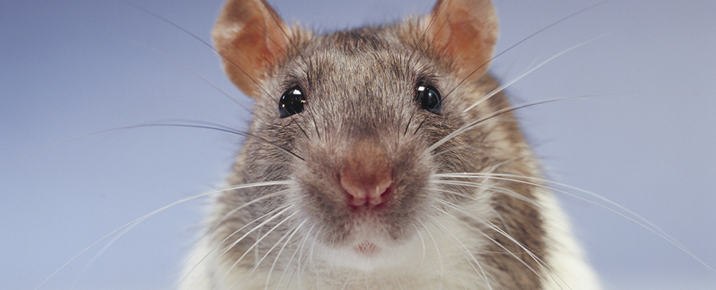Erstaunliches Experiment zeigt, wie Mäuse ihre Fantasie nutzen: ScienceAlert