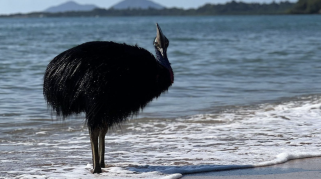 Cassowary stands in the water