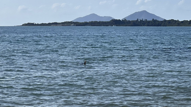Distant view of cassowary in the ocean
