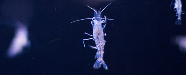 small transparent shrimp-like animal on dark background