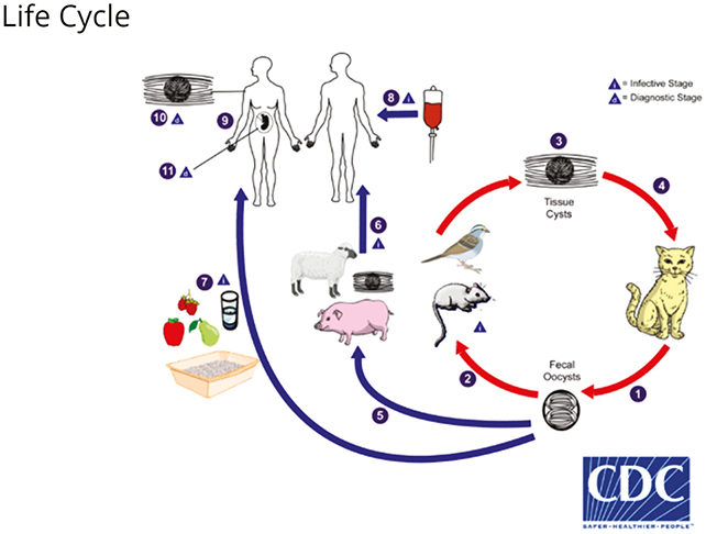 Virus cycle