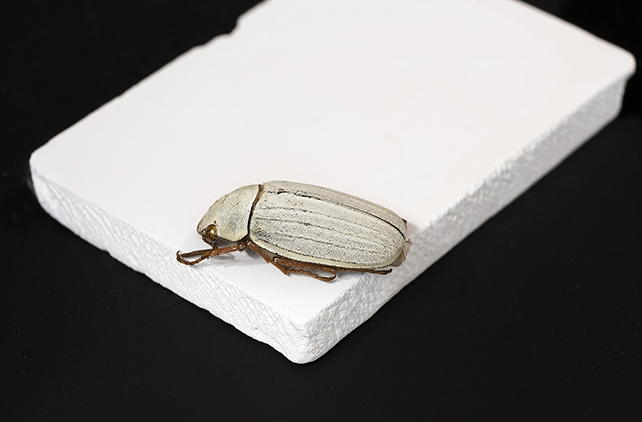 Cyphochilus beetle