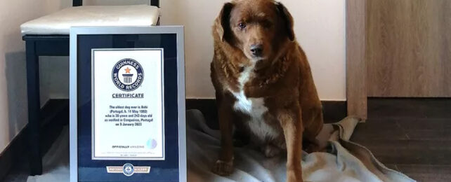 Bobi next to a Guiness world record certificate