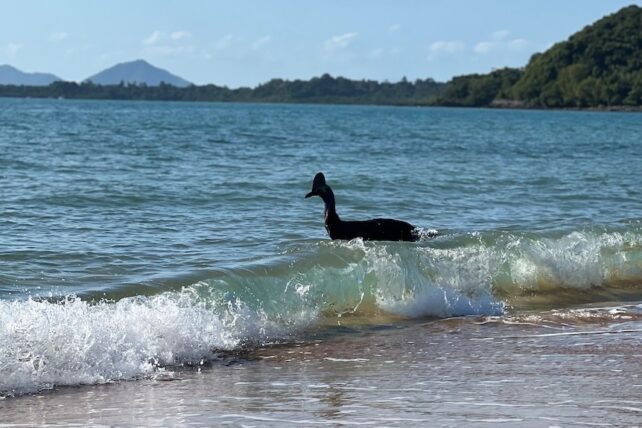 Cassowary emerging from water
