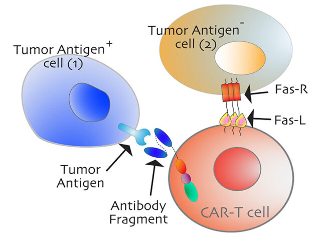 CAR-T Bystander