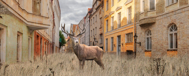 deer standing in a city street where grass is overgrown