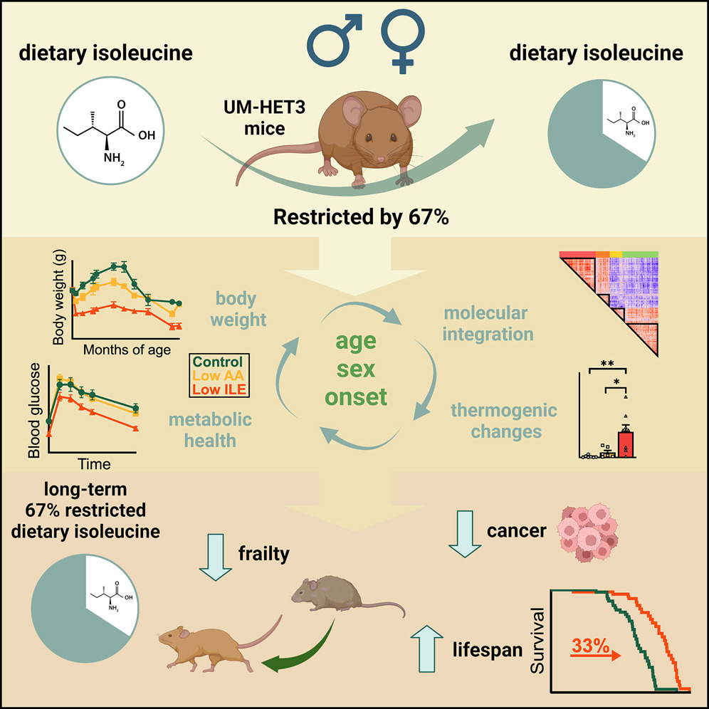 Graphical abstract shows dietary isoleucine was restricted by 67%, charts showing blood glucose and body weight declining over time / age respectively, reduced frailty and cancer, increased lifespan (survival improved by 33 percent)