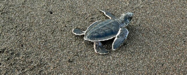 sea turtle hatchling on sandy beach