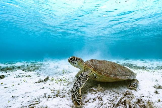 green sea turtle underwater