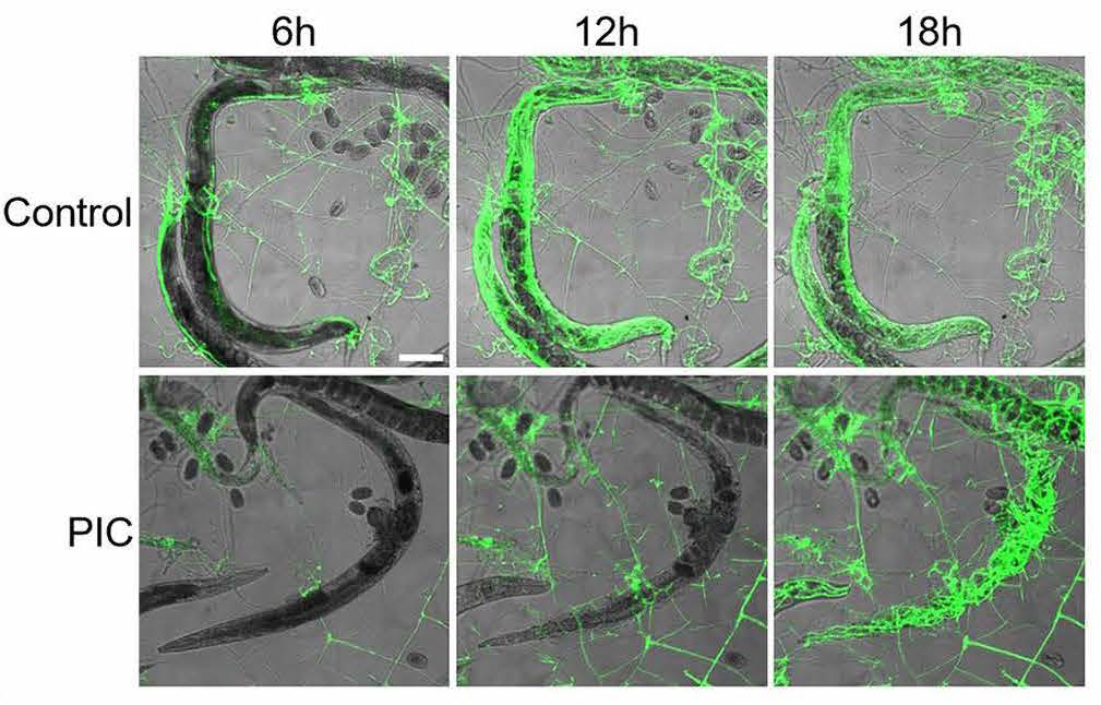 nematodes trapped by fungi with green highlights showing where the hyphae have entered the worm. 