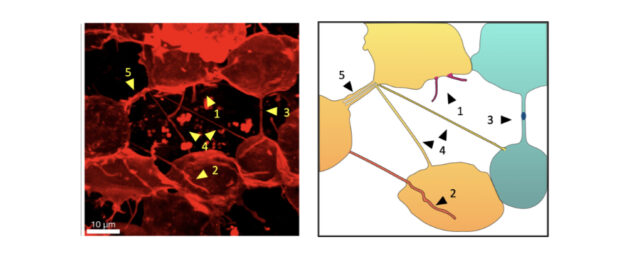 Cells Inside Living Embryos Use Tiny Tubes to Mail Packages to One Another