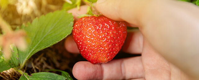 strawberry being picked from a bush