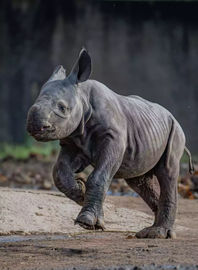 Zuri's Rhino Calf