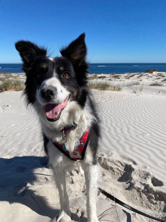 Black and white Border collie standing on stand