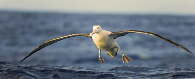 albatross flying over ocean