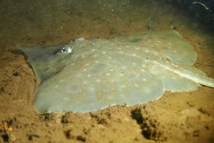 Shocking Wake-Up Call: First Marine Fish Declared Extinct Due to Humans ...