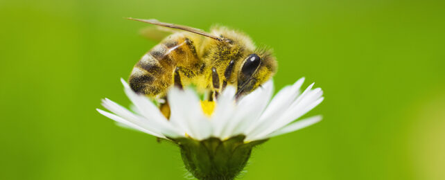 Pollinating bee