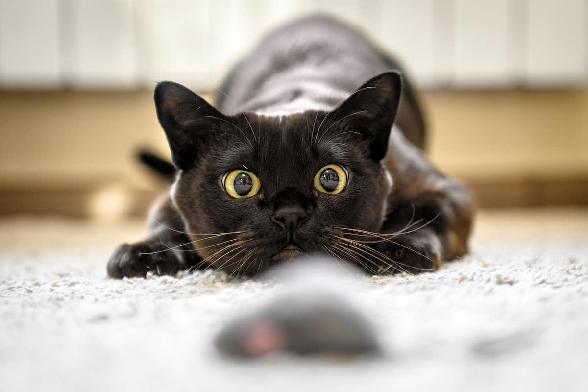 Black cat crouching to pounce on toy