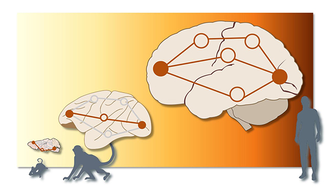 Brain link illustrations
