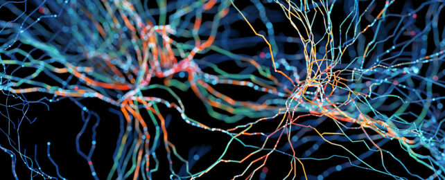 Neuron illustration